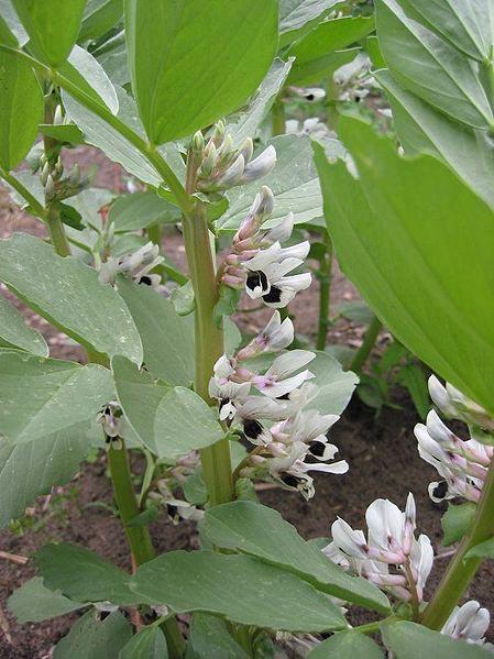 Bell Beans - Raw Seed (lb)