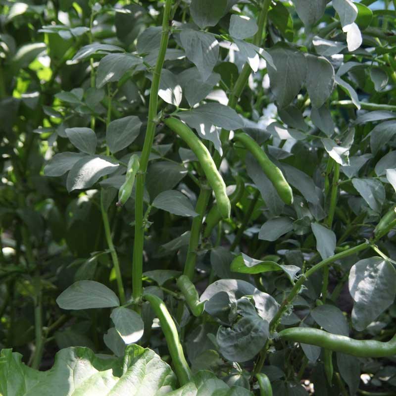 Organic Bell Beans - Raw Seed (lb)