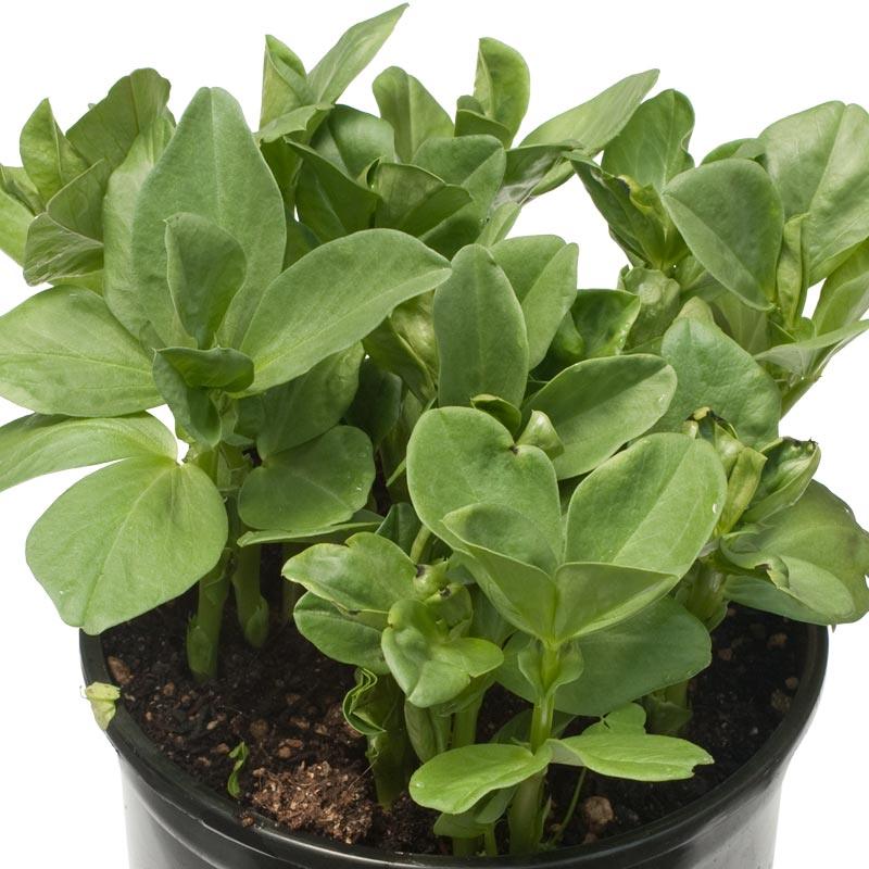Fava Bean, Windsor, Raw Seed (lb)