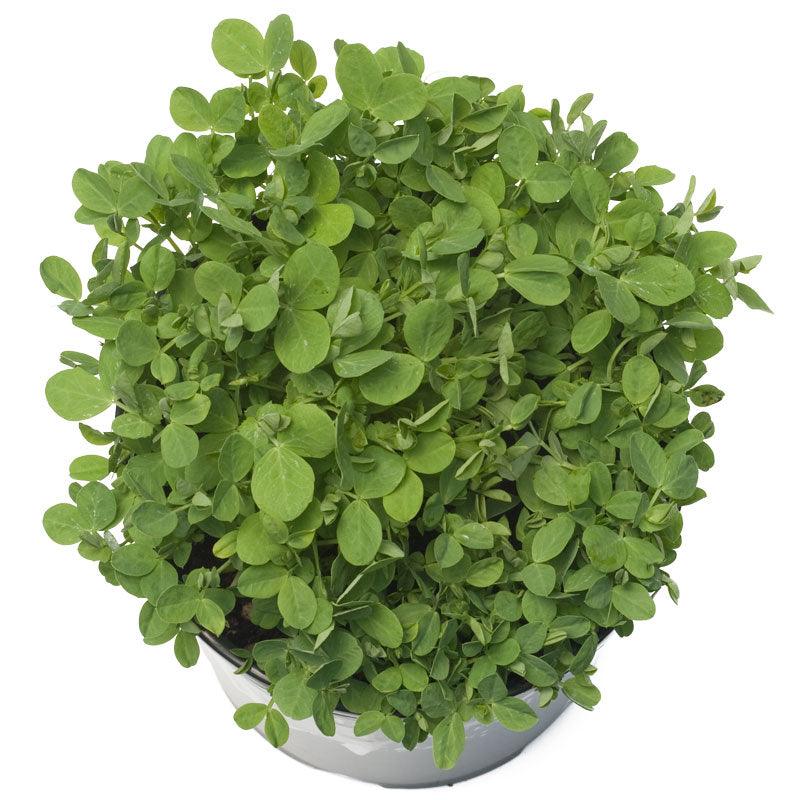 Austrian Winter Peas - Raw Seed (lb)
