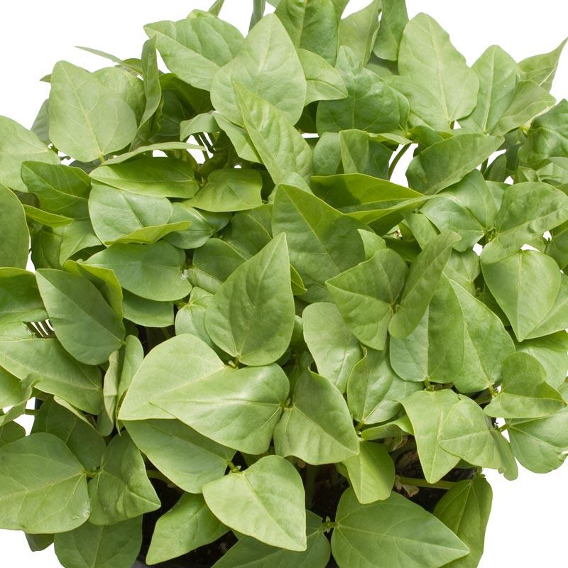 Red Cowpeas - Raw Seed (lb)