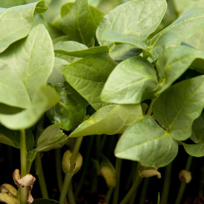 Black Eye Peas - Raw Seed (lb)