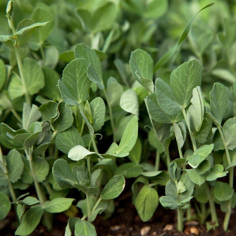 Biomaster Peas - Raw Seed (lb)