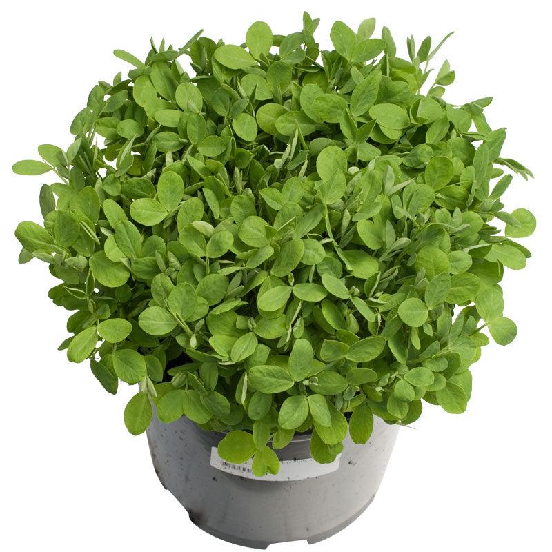 Biomaster Peas - Raw Seed (lb)