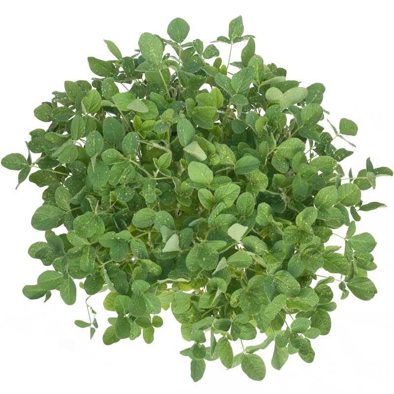Soybeans - Raw Seed (lb)