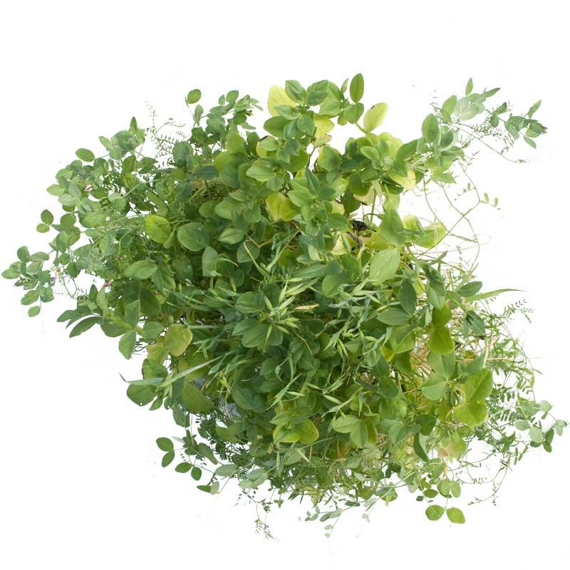 Peaceful Valley Premium Soil Builder Mix - Raw Seed (lb)
