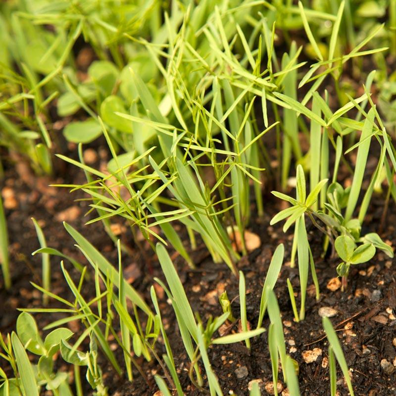 Peaceful Valley Premium Soil Builder Mix - Raw Seed (lb)
