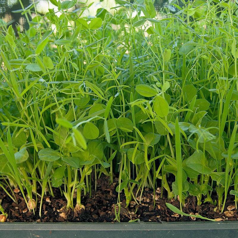 Peaceful Valley Organic Premium Soil Builder Mix - Raw Seed (lb)