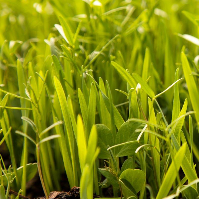 Organic Peaceful Valley Budget Soil Builder Mix - Raw Seed (lb)
