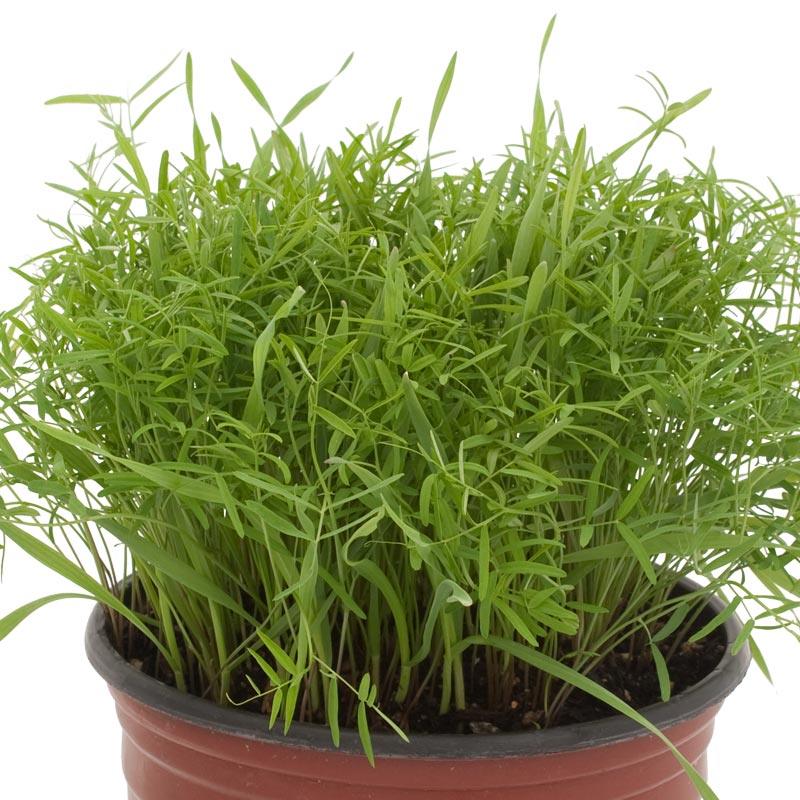 Peaceful Valley Cold Zone Soil Builder Mix - Raw Seed (lb)