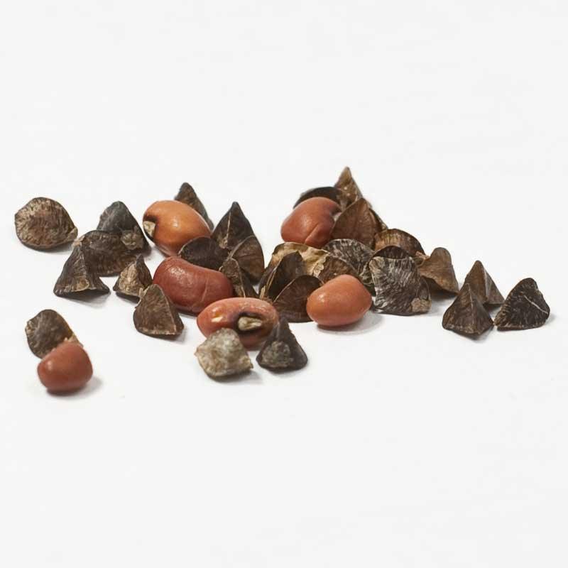 Peaceful Valley Summer Soil Builder Mix - Raw Seed (lb)