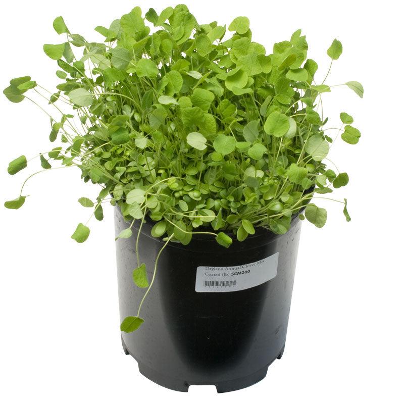 Peaceful Valley Dryland Clover Mix - Nitrocoated Seed (lb)
