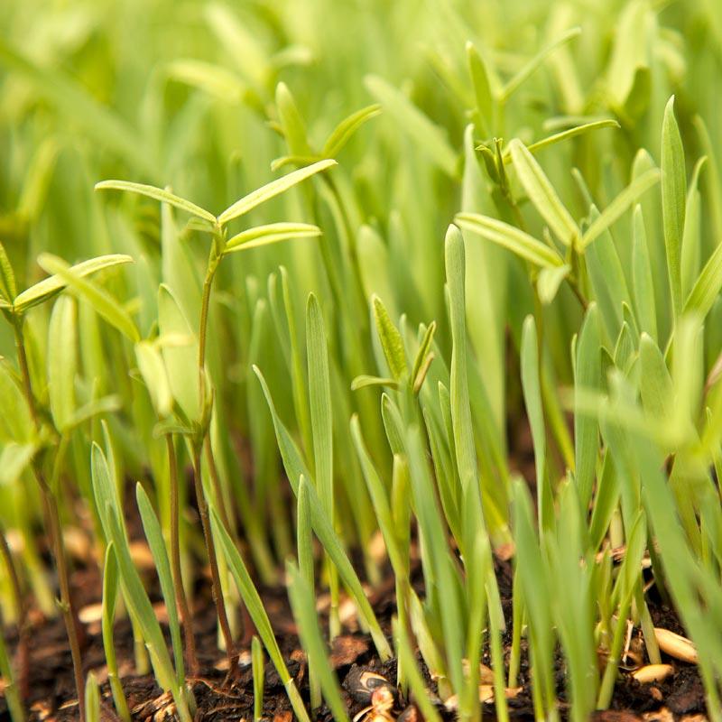Peaceful Valley Forage Blend Dryland Pasture Mix - Raw Seed (lb)