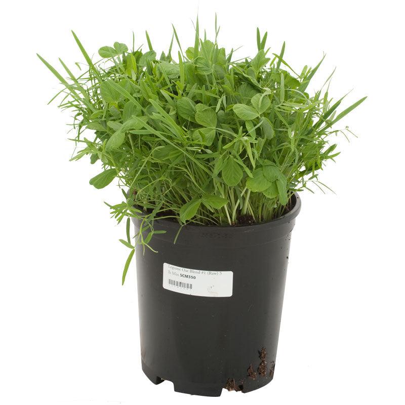 Peaceful Valley Legume Oat Mix #1 - Raw Seed (lb)
