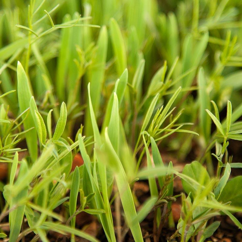 Peaceful Valley Legume Oat Mix #1 - Raw Seed (lb)