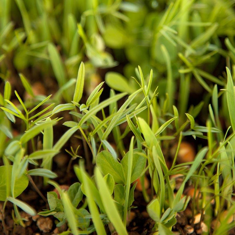 Peaceful Valley Legume Oat Mix #1 - Raw Seed (lb)