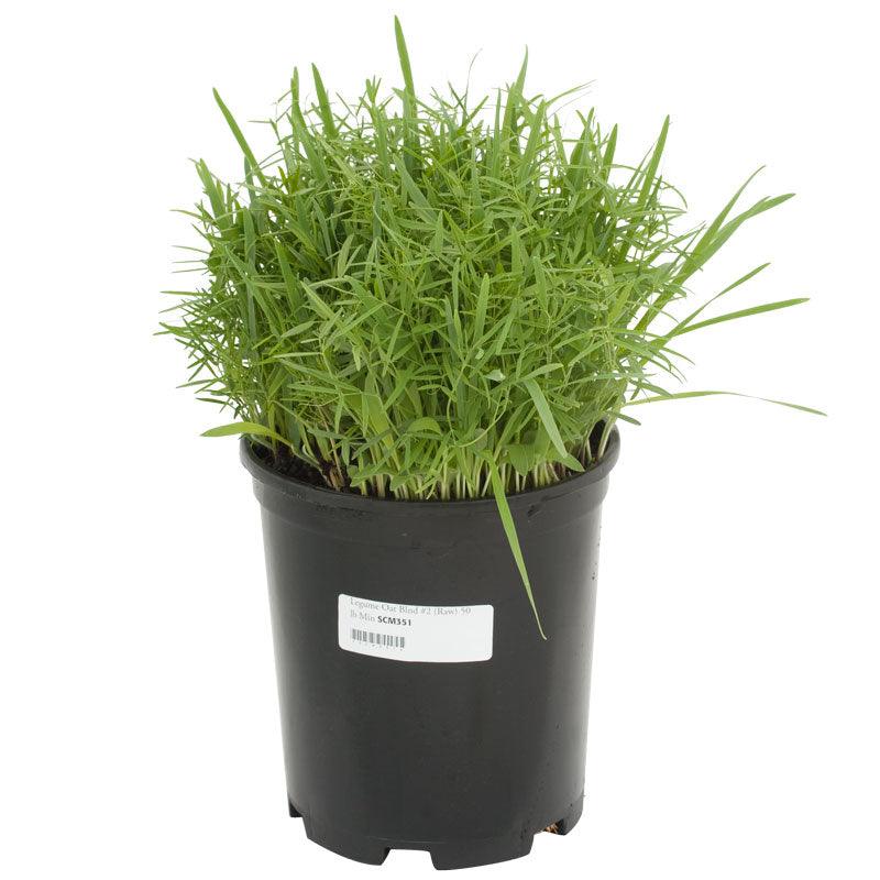 Peaceful Valley Legume Oat Mix #2 - Raw Seed (lb)