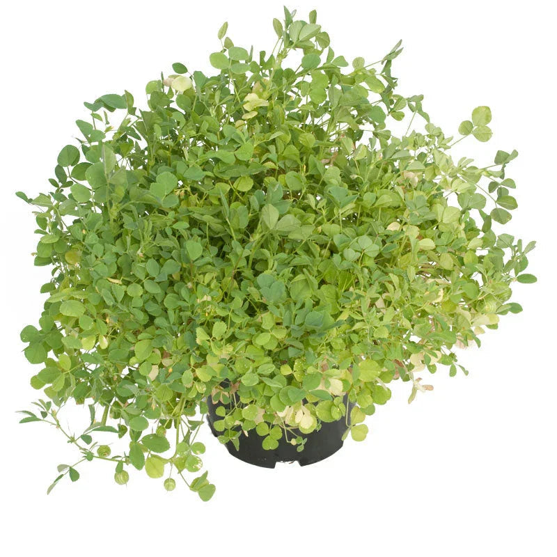 California Medic Mix - Nitrocoated Seed (lb)