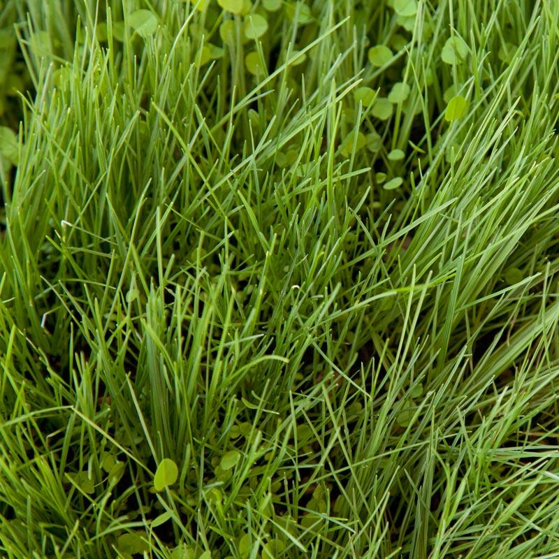 Peaceful Valley Roadway Mix - Nitrocoated Seed (lb)