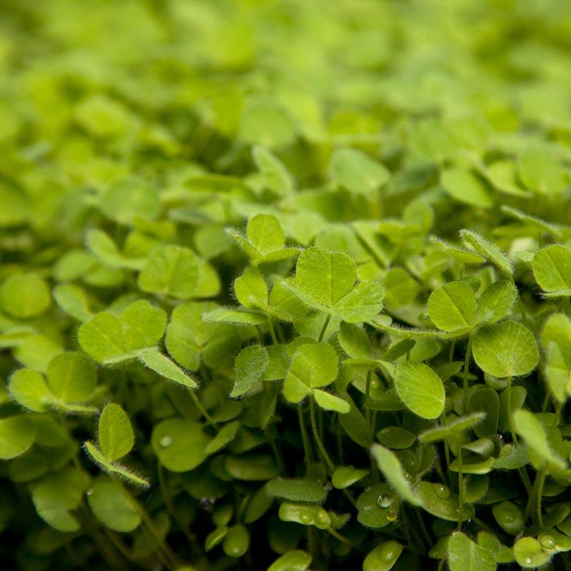 Subterranean Clover Mix - Nitrocoated Seed (lb)