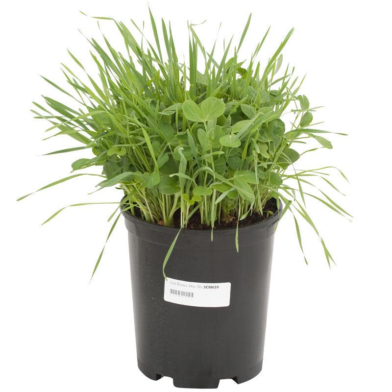 Peaceful Valley Sod Buster Mix - Seed (lb)