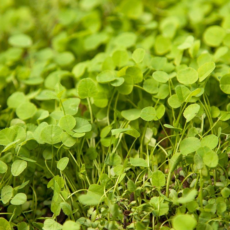 Peaceful Valley Low-Growing Clover Mix - Nitrocoated Seed (lb)