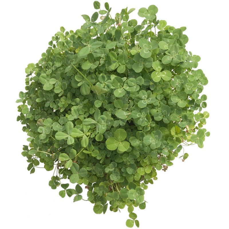 Peaceful Valley Low-Growing Clover Mix - Nitrocoated Seed (lb)