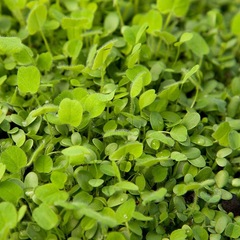 Peaceful Valley Easy Care Cover Crop Mix - Nitrocoated Seed (lb)