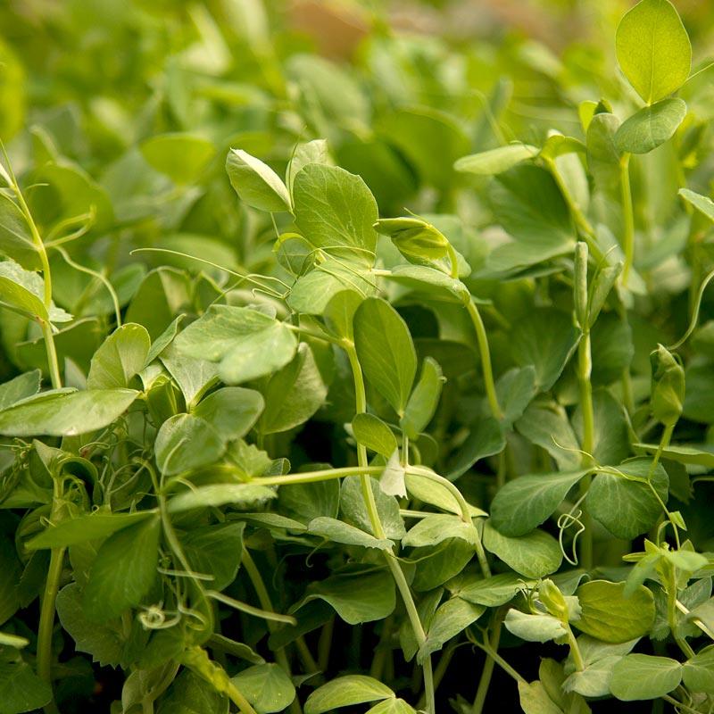 Peaceful Valley Winter Edible Cover Crop Mix - Raw Seed (lb)