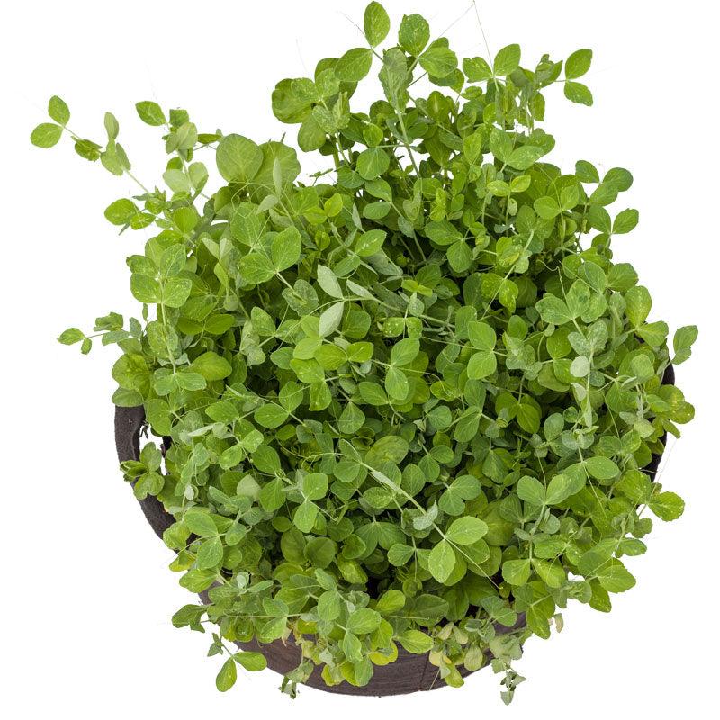 Peaceful Valley Winter Edible Cover Crop Mix - Raw Seed (lb)