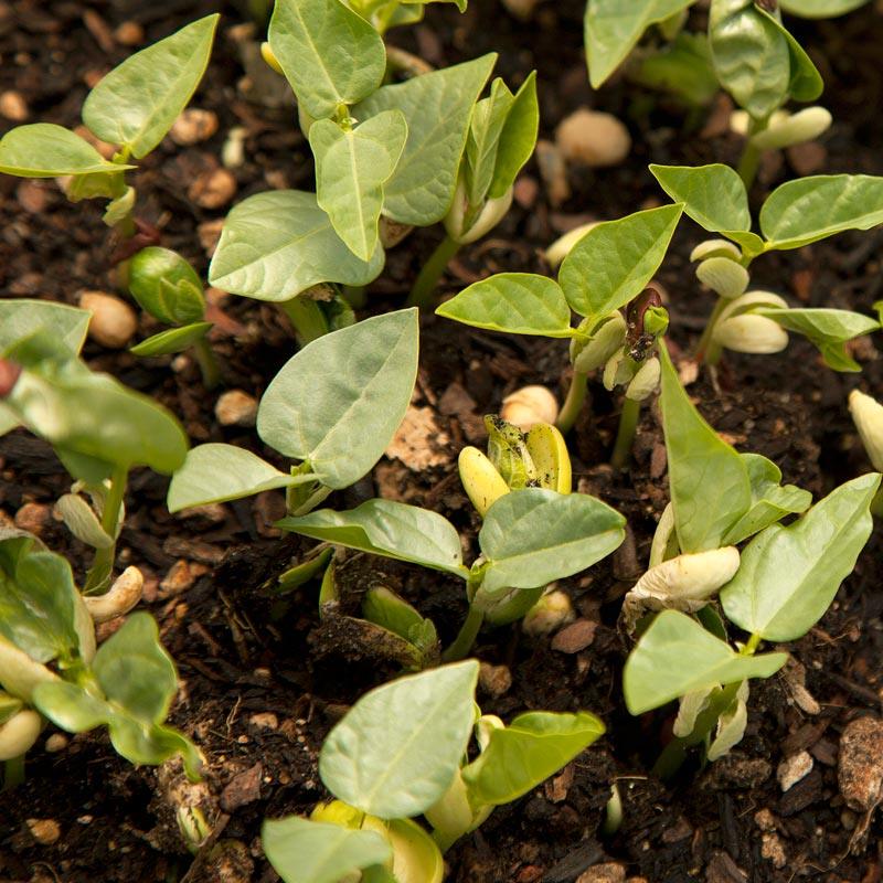 Peaceful Valley Summer Edible Cover Crop Mix - Raw Seed (lb)