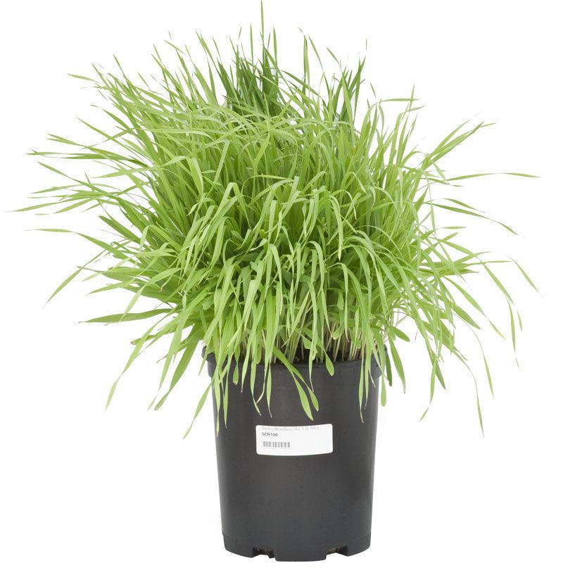 Beardless Barley Seed (lb)