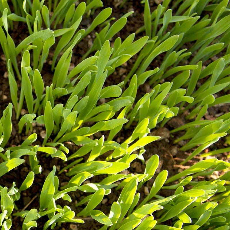 Beardless Barley Seed (lb)