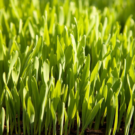 Beardless Barley Seed (lb)