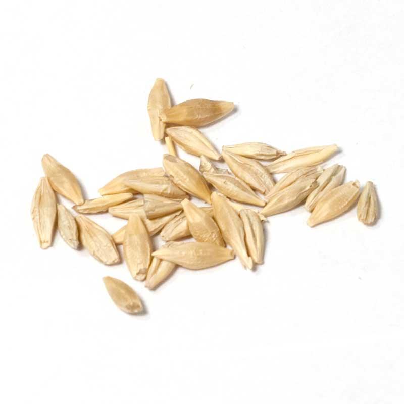 Beardless Barley Seed (lb)