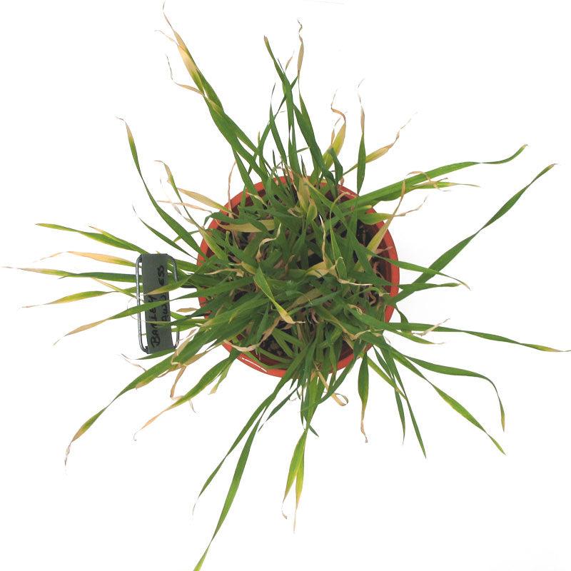 Organic Beardless Barley Seed (lb)