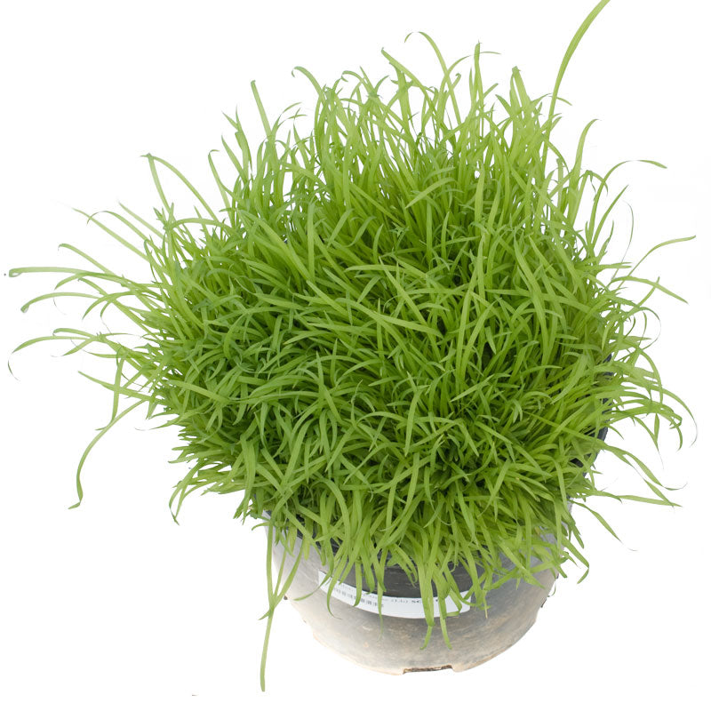 Japanese Millet Seed (Lb)