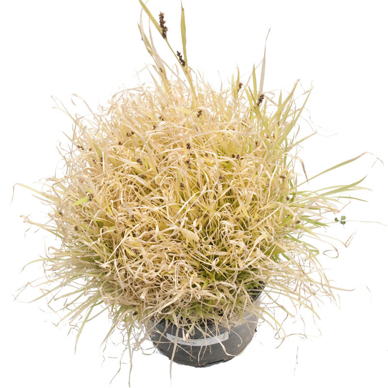 Japanese Millet Seed (Lb)