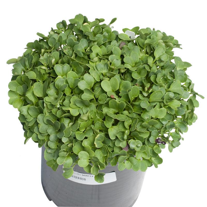 Daikon Radish Seed (Oilseed) (lb)