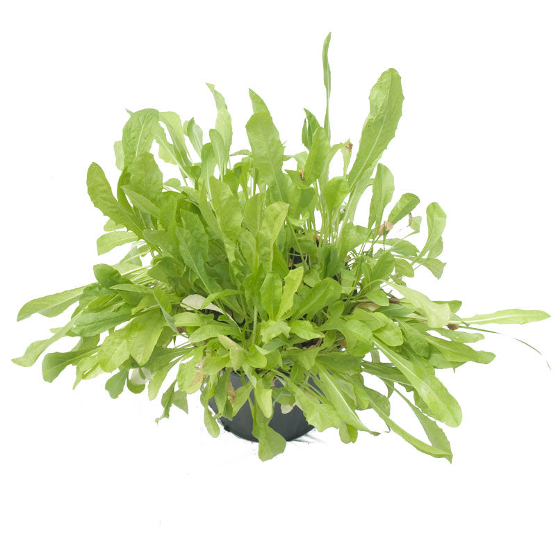 Chicory Seed (Lb)
