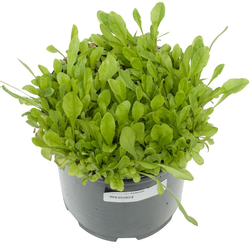 Chicory Seed (Lb)
