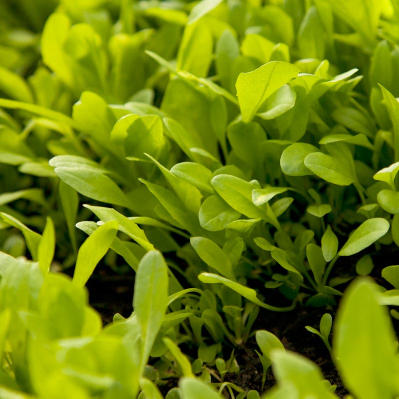 Chicory Seed (Lb)