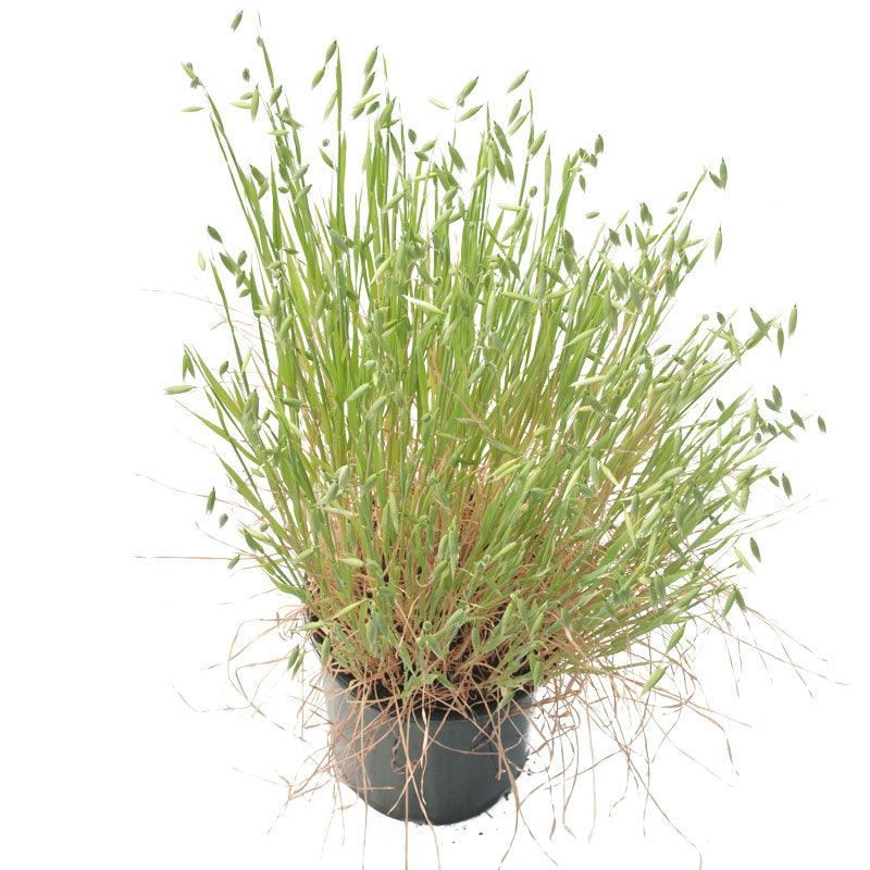 White Oats Seed (lb)
