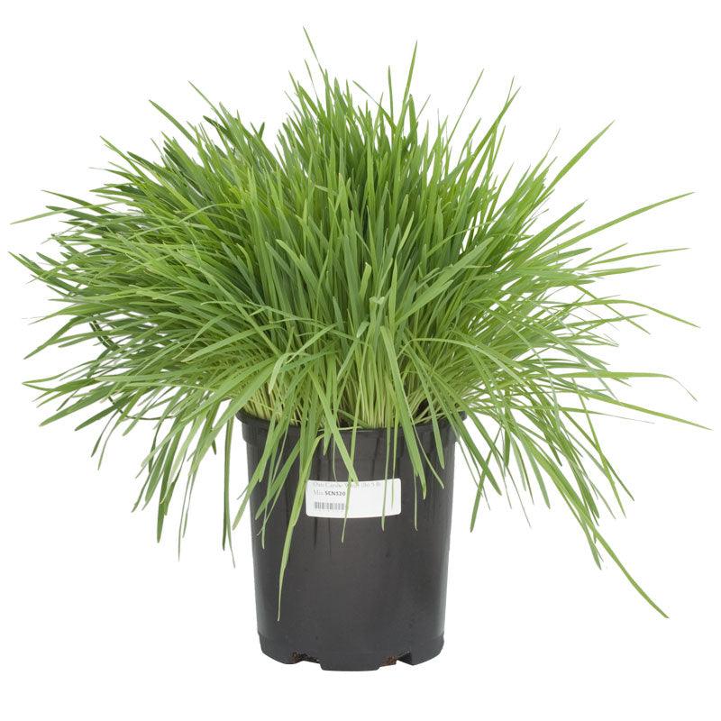 White Oats Seed (lb)