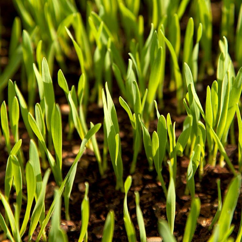 White Oats Seed (lb)