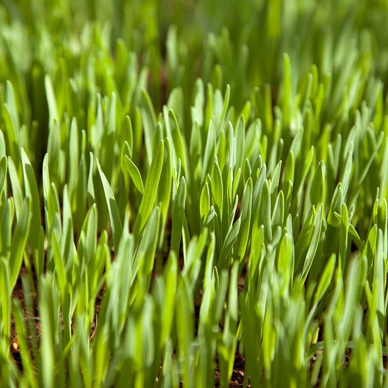 White Oats Seed (lb)