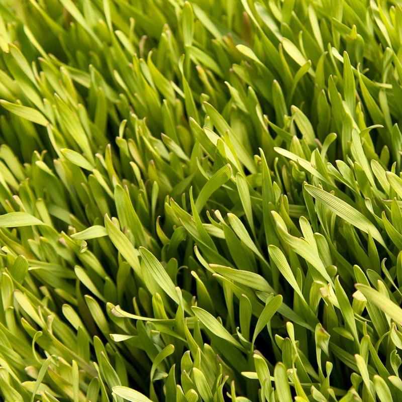 Cereal Rye Seed (Cold Hardy) (lb)