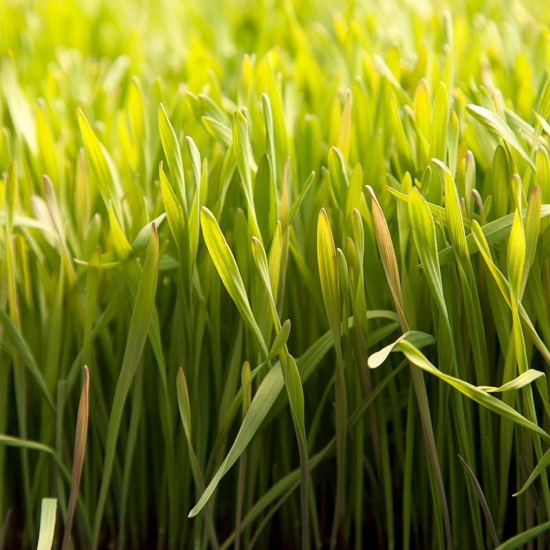 Cereal Rye Seed (Cold Hardy) (lb)