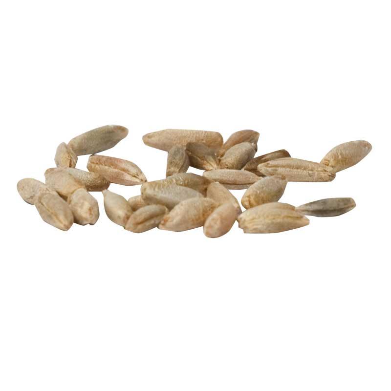 Cereal Rye Seed (Cold Hardy) (lb)