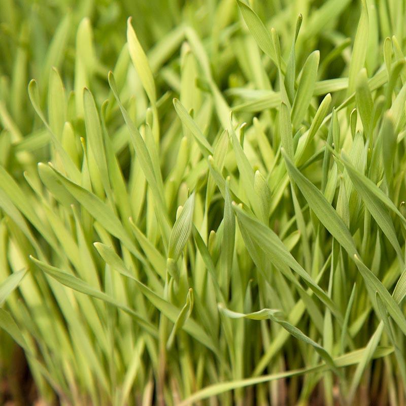 Organic Cereal Rye Seed (Cold Hardy) (lb)